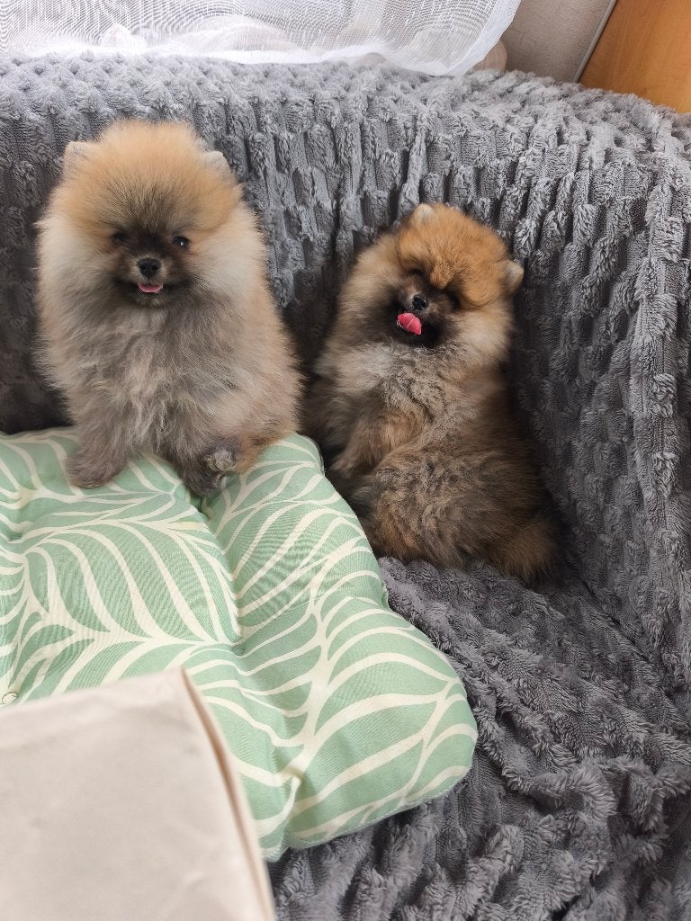 Mini pomerian, Dieren en Toebehoren, Honden | Poolhonden, Keeshonden en Oertypen, Particulier, Keeshond, 8 tot 15 weken, Buitenland