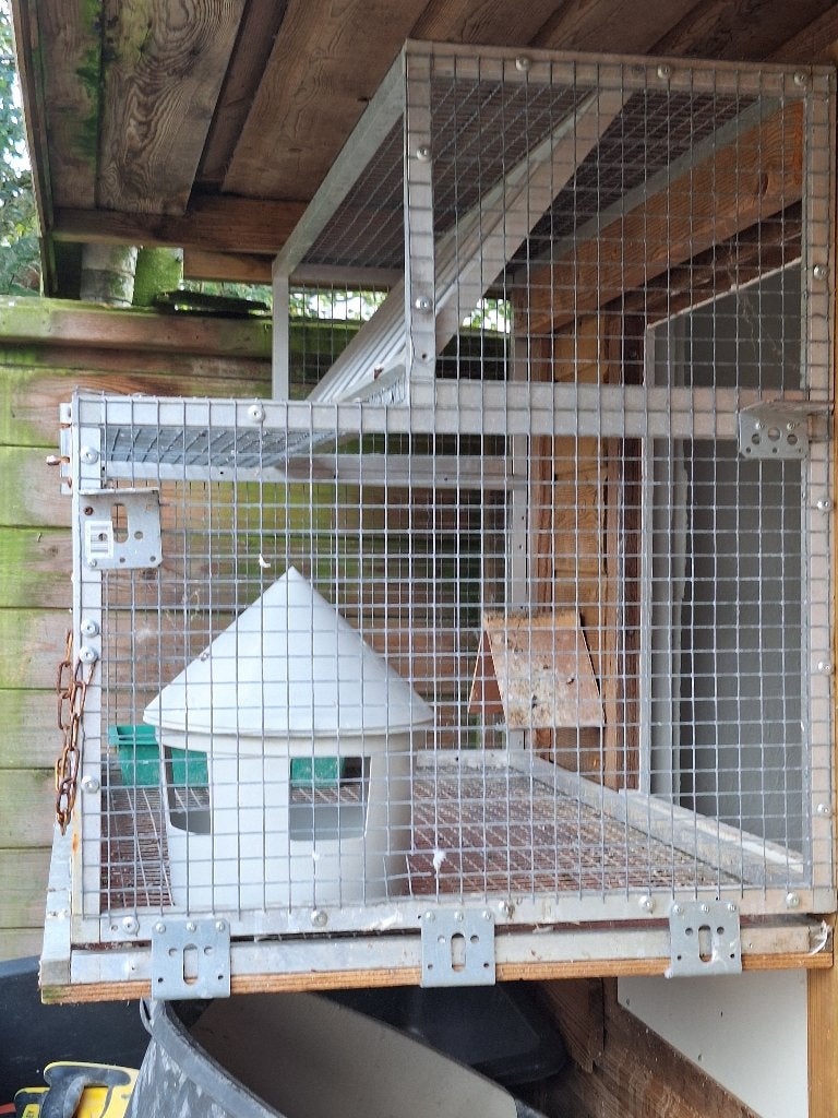 Spoetnik duiven, Meerdere dieren, Overige soorten
