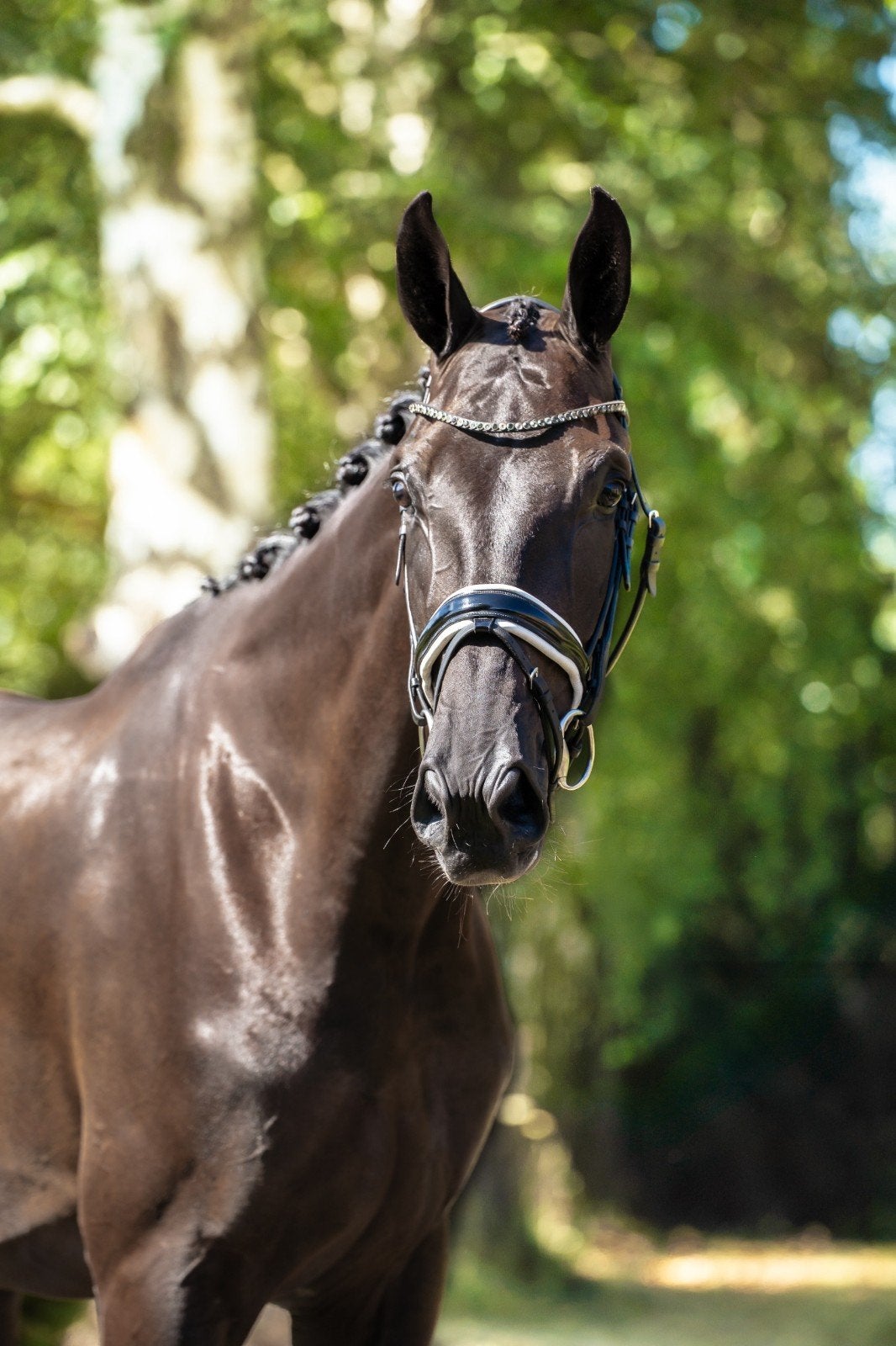 Imponerende 4 jarige ruin v. Fürst Dior, Dieren en Toebehoren, Paarden, 175 cm of meer, Ruin, Dressuurpaard, 3 tot 6 jaar