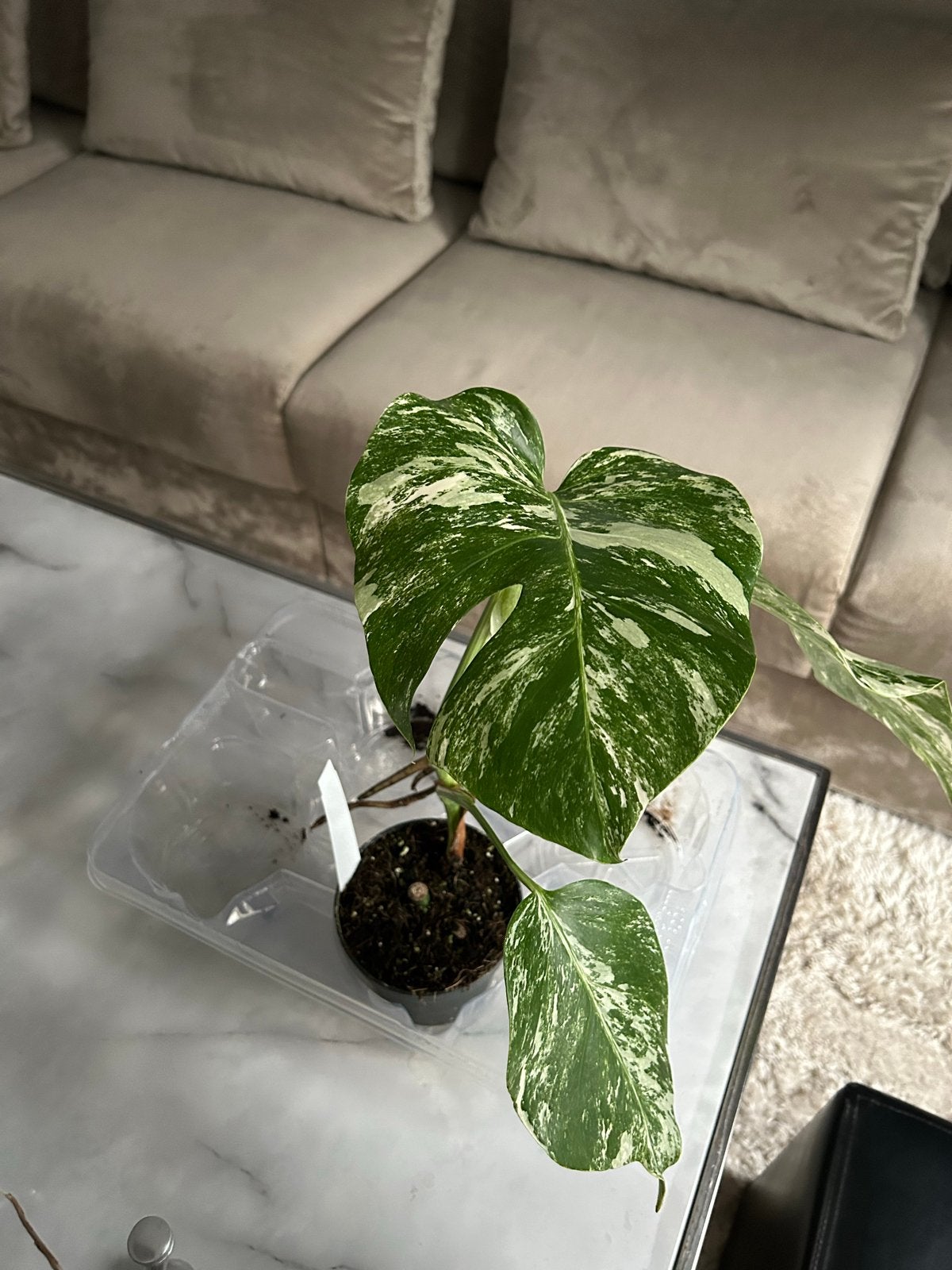 Bonte Gatenplant (Monstera deliciosa 'Variegata'), Overige soorten, Vaste plant, Ophalen of Verzenden, Bloeit niet