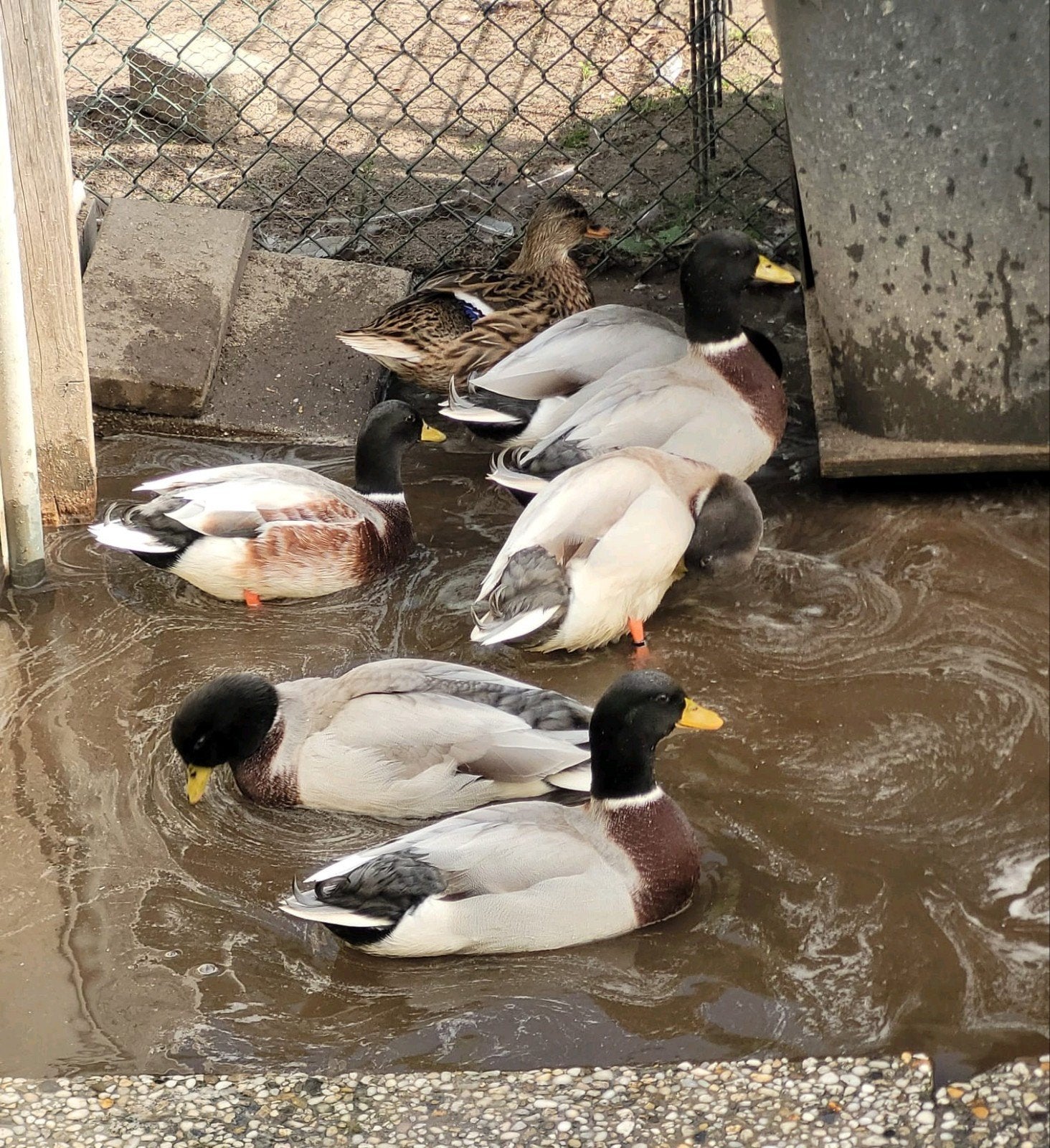 kwaker mannen, Dieren en Toebehoren, Mannelijk, Eend