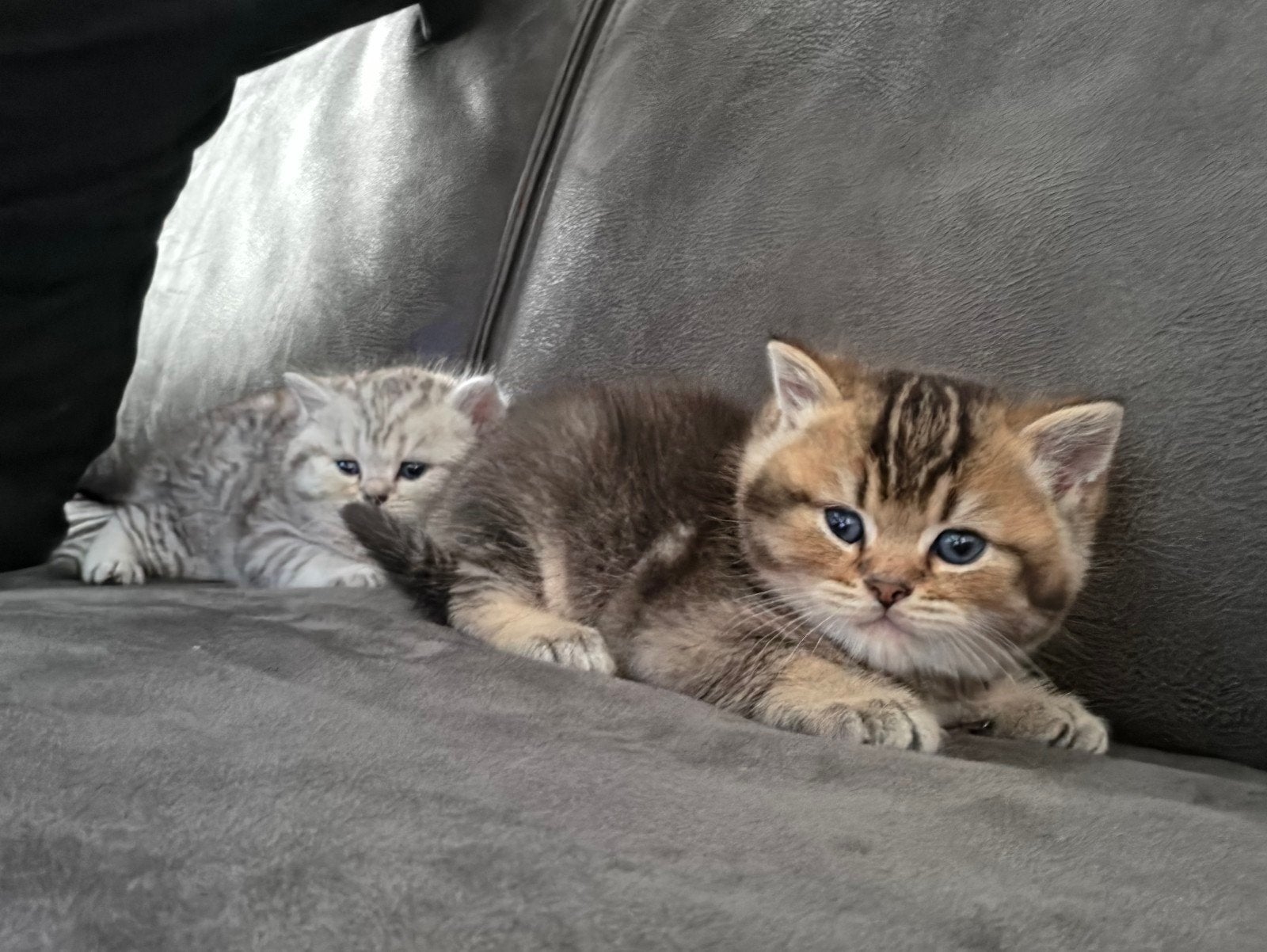 Britse Korthaar kittens Silver & Golden Shaded