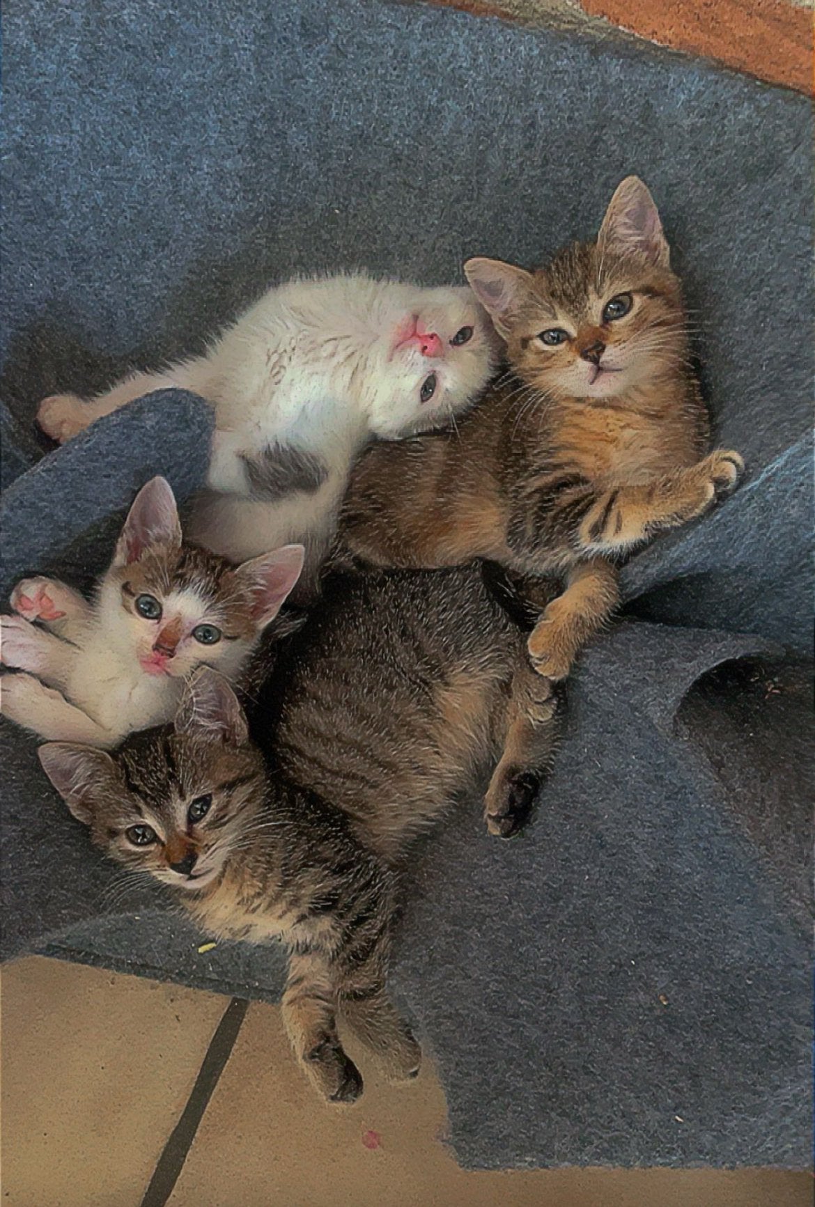 Schattige kittens, Dieren en Toebehoren, Meerdere dieren
