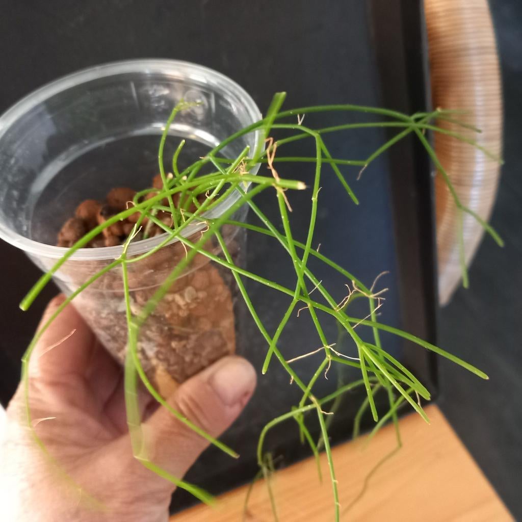 Rhipsalis nr 81, Ophalen of Verzenden, Halfschaduw, Minder dan 100 cm