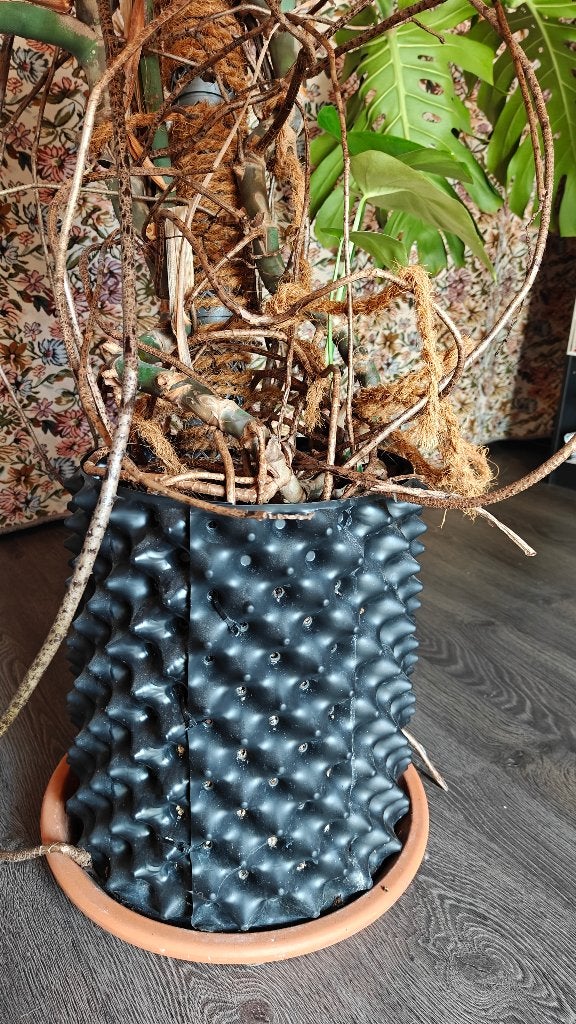 Monstera die luistert via een Air-pot, Ophalen, Zo goed als nieuw