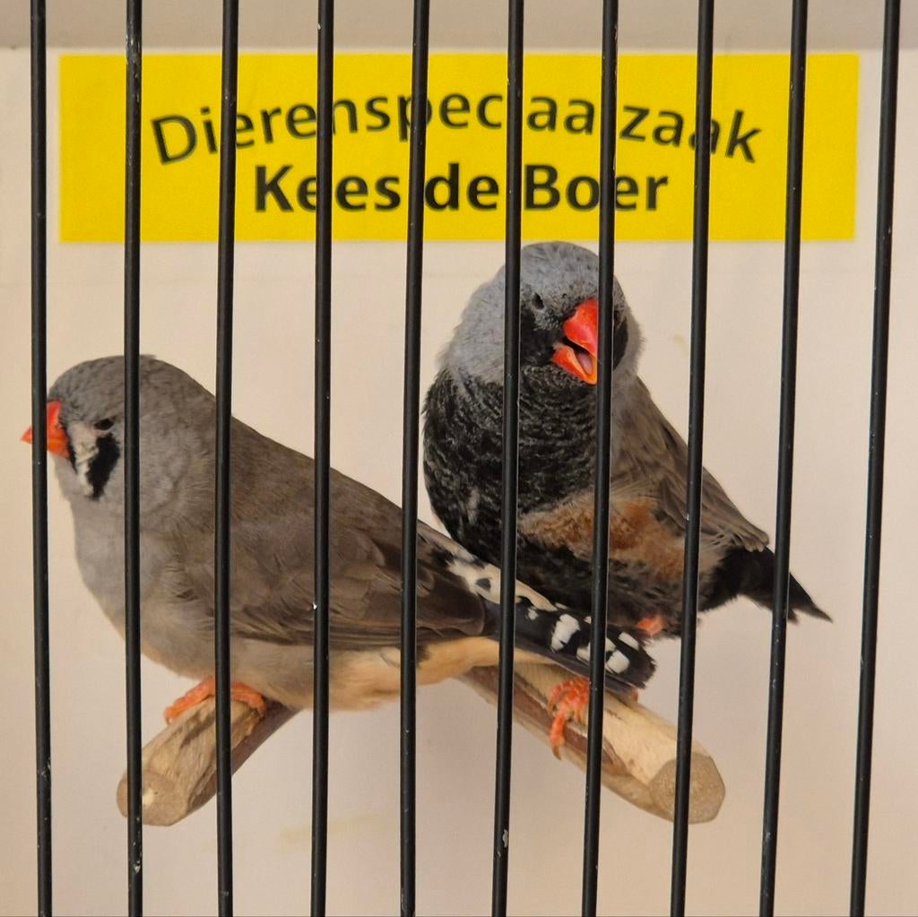 Xxl charcoal zebravinken, Meerdere dieren, Geringd