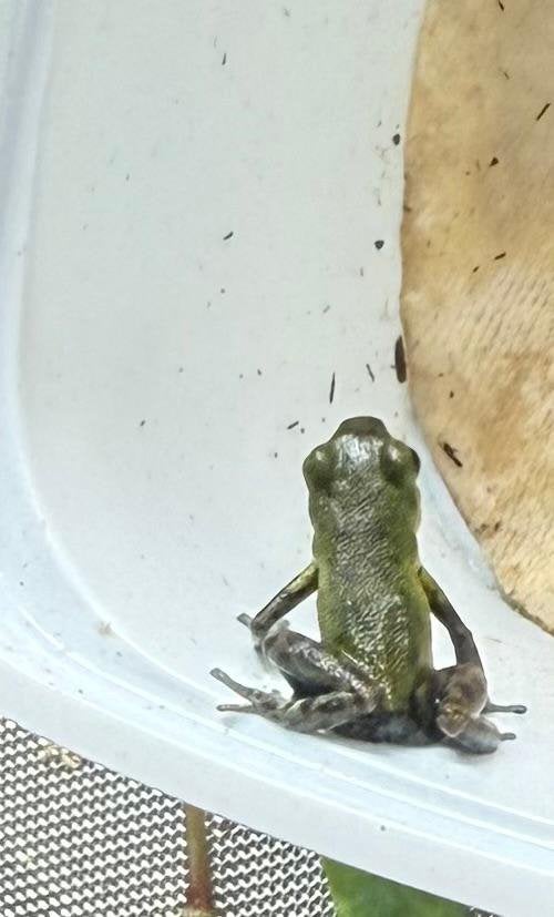 Oophaga pumilio punta laurent man, 0 tot 2 jaar
