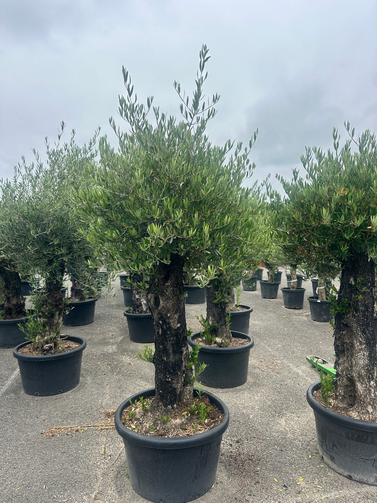 Olijfboom Oldskin - Breng de mediterrane sfeer naar huis, Tuin en Terras, Lente, 100 tot 250 cm, Olijfboom, Ophalen
