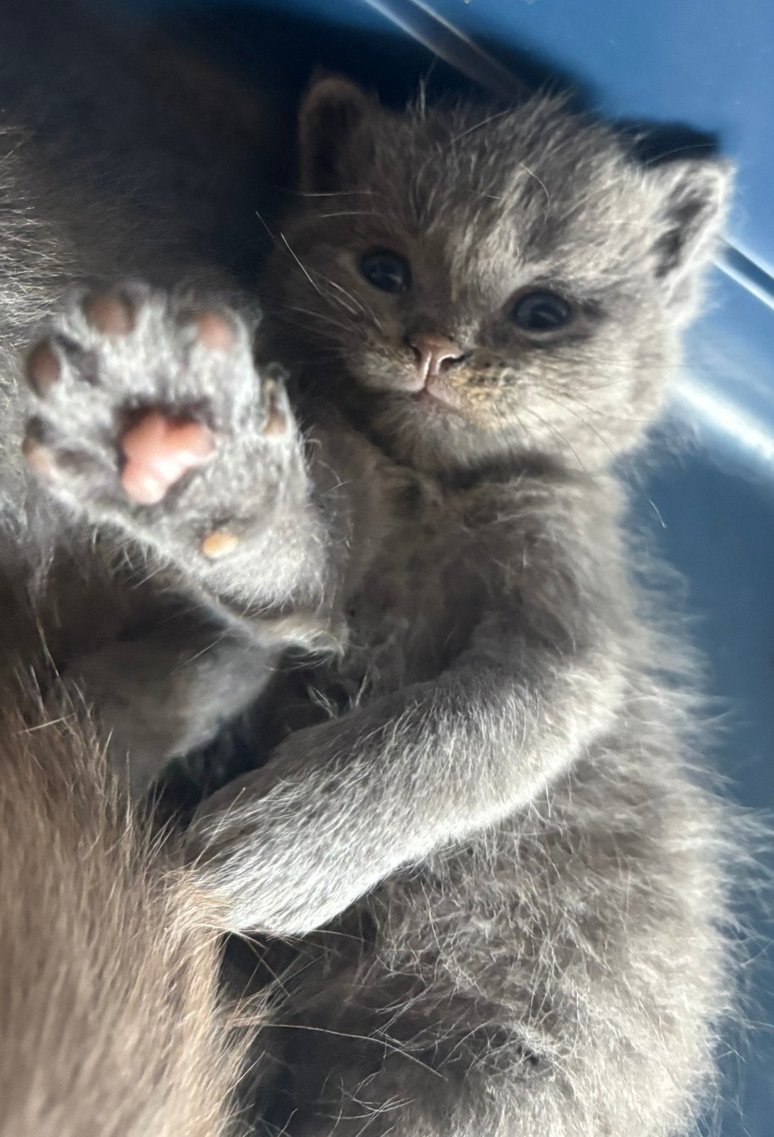 Britse korthaar kittens!, Meerdere dieren, Ontwormd