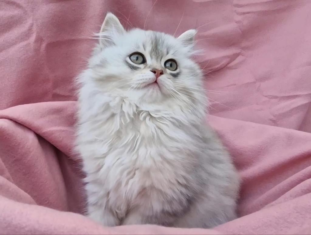Britse korthaar kittens, Dieren en Toebehoren, Katten en Kittens | Raskatten | Korthaar, Meerdere dieren