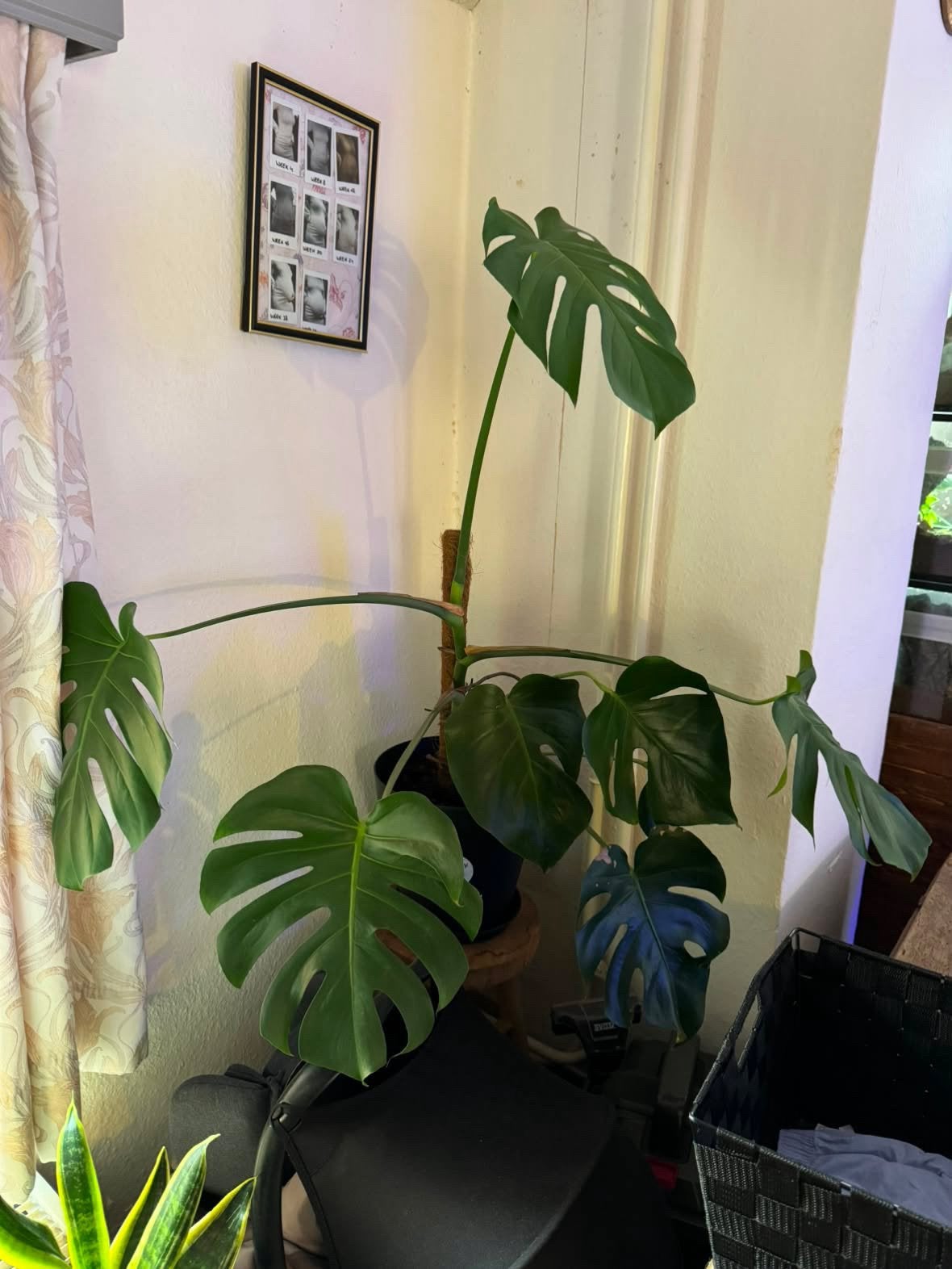 Monstera, Ophalen, Halfschaduw, Minder dan 100 cm