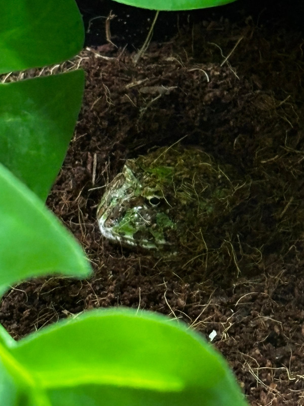 CRANWELLI ORNATA PACMAN FROG Frog - unknown for sale from Dhr