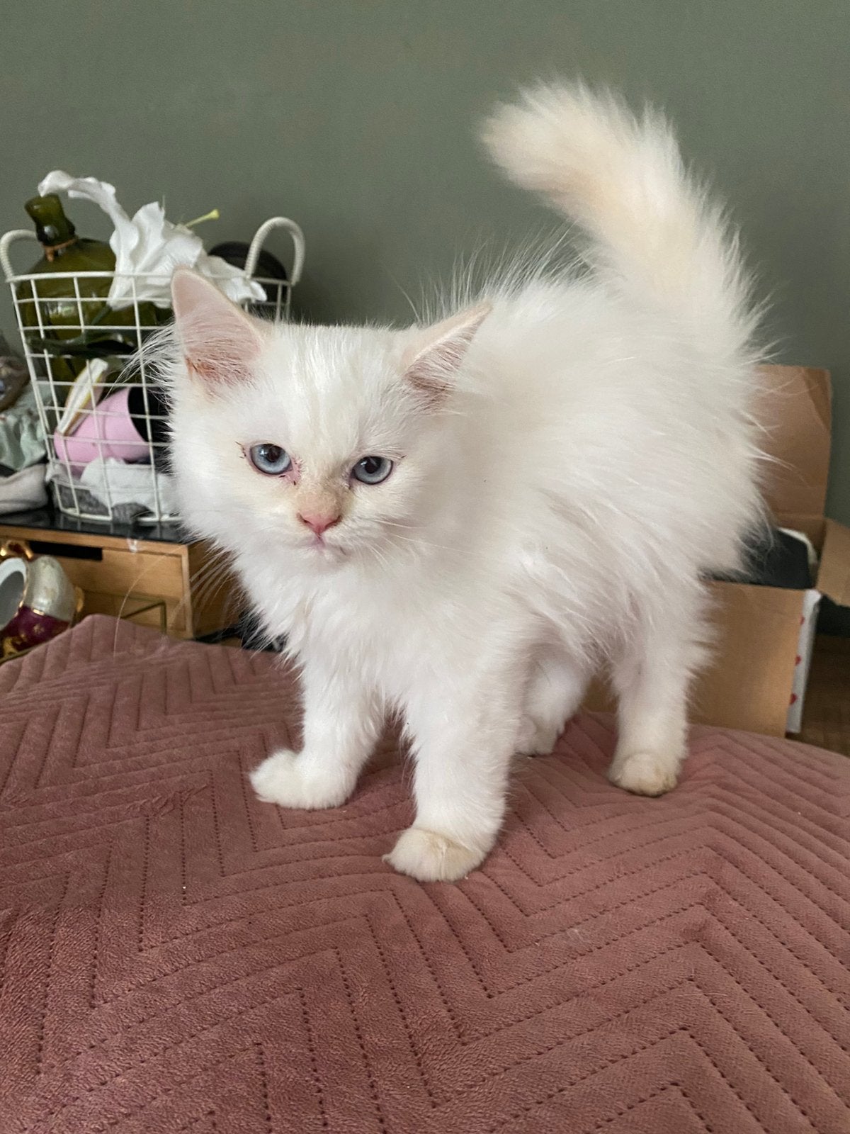 Prachtige ragdoll  x pers  kittens, Meerdere dieren, Gechipt, 0 tot 2 jaar