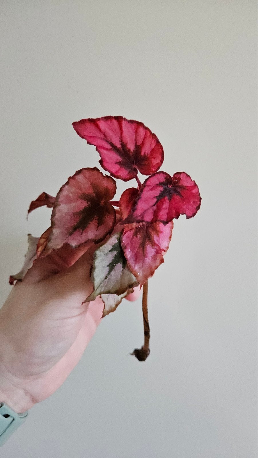 Begonia Rex Kohala Red   #2, Ophalen of Verzenden, Halfschaduw, Minder dan 100 cm