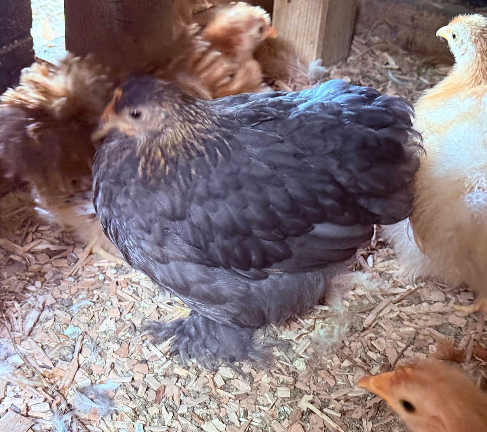 Cochin kriel hen, Dieren en Toebehoren, Vrouwelijk, Kip