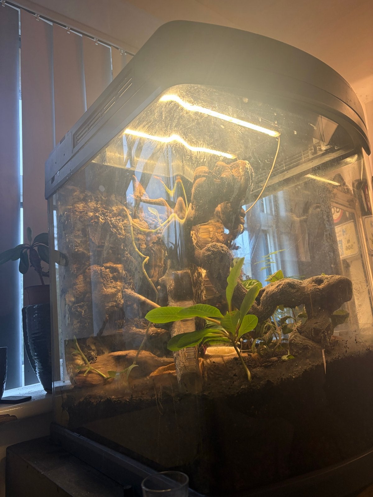 Wimper gekko met bio actief terrarium Crested Gecko photo 2