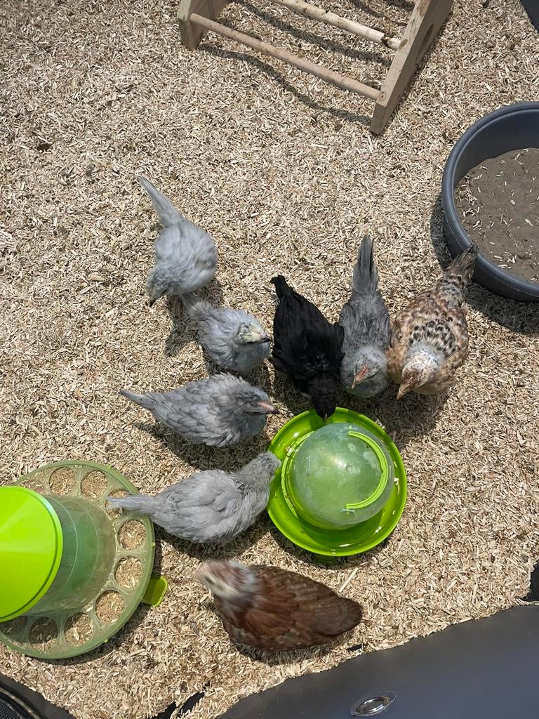 Kleurlegger kuikens, Dieren en Toebehoren, Pluimvee, Meerdere dieren