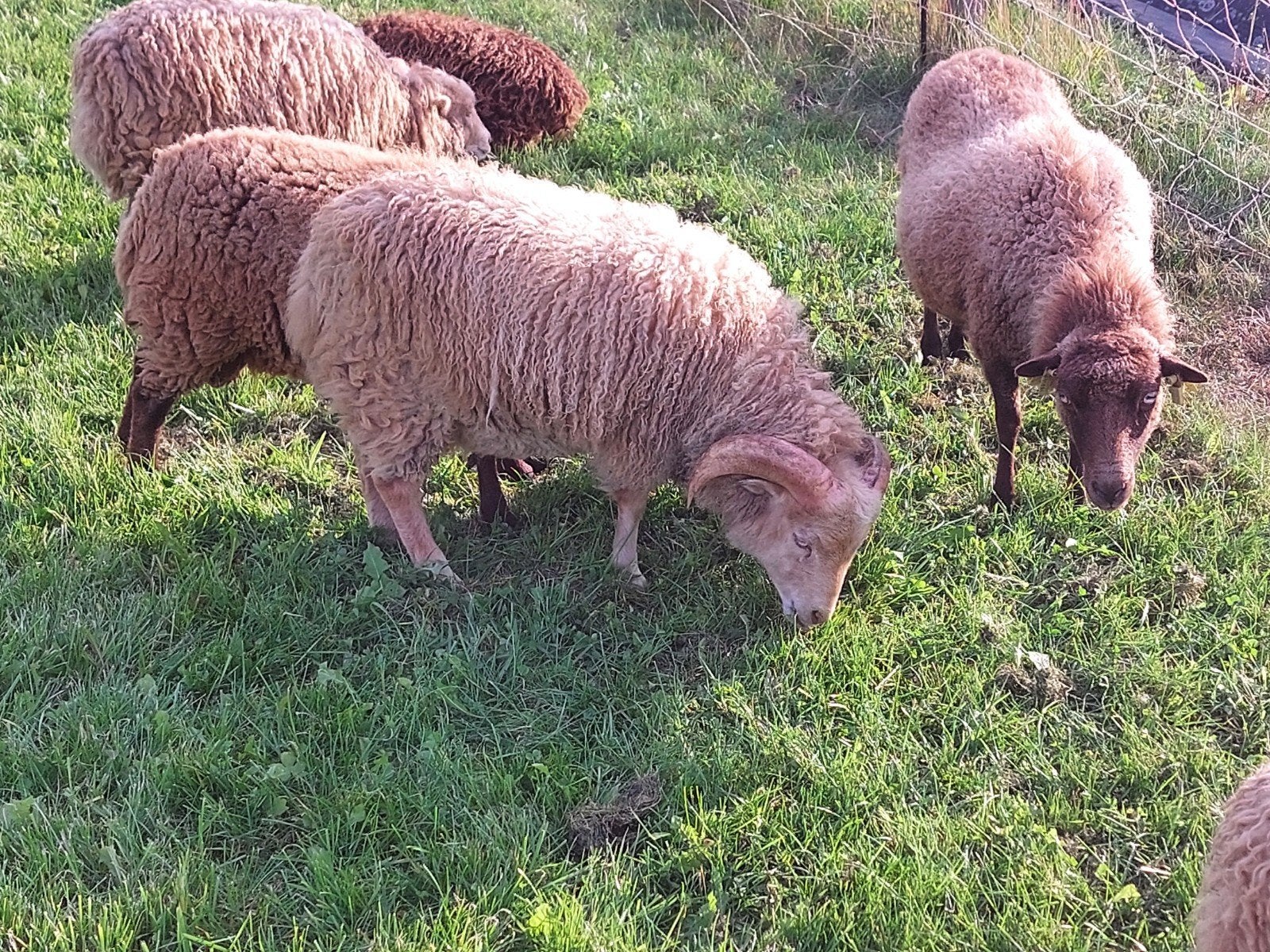 Quessant ooien en dekrammen., Dieren en Toebehoren, Meerdere dieren, Schaap, 0 tot 2 jaar