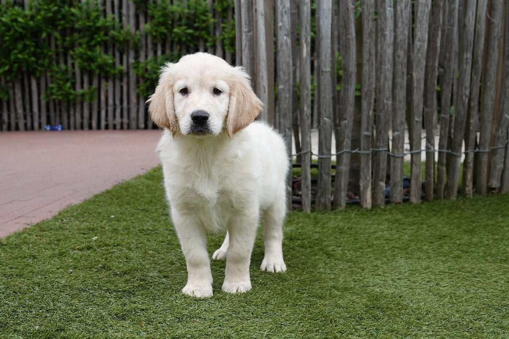 Prachtige Golden Retriever pups, met stamboom, België, 8 tot 15 weken, Meerdere, Meerdere dieren