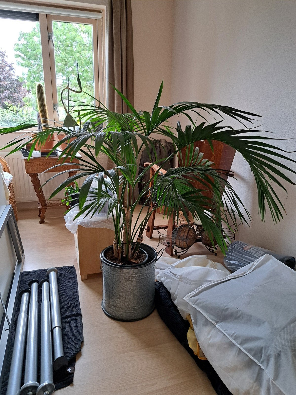 kentia palm zonder pot - perfect voor woonkamer, Huis en Inrichting, Ophalen, 100 tot 150 cm, Palm, Halfschaduw