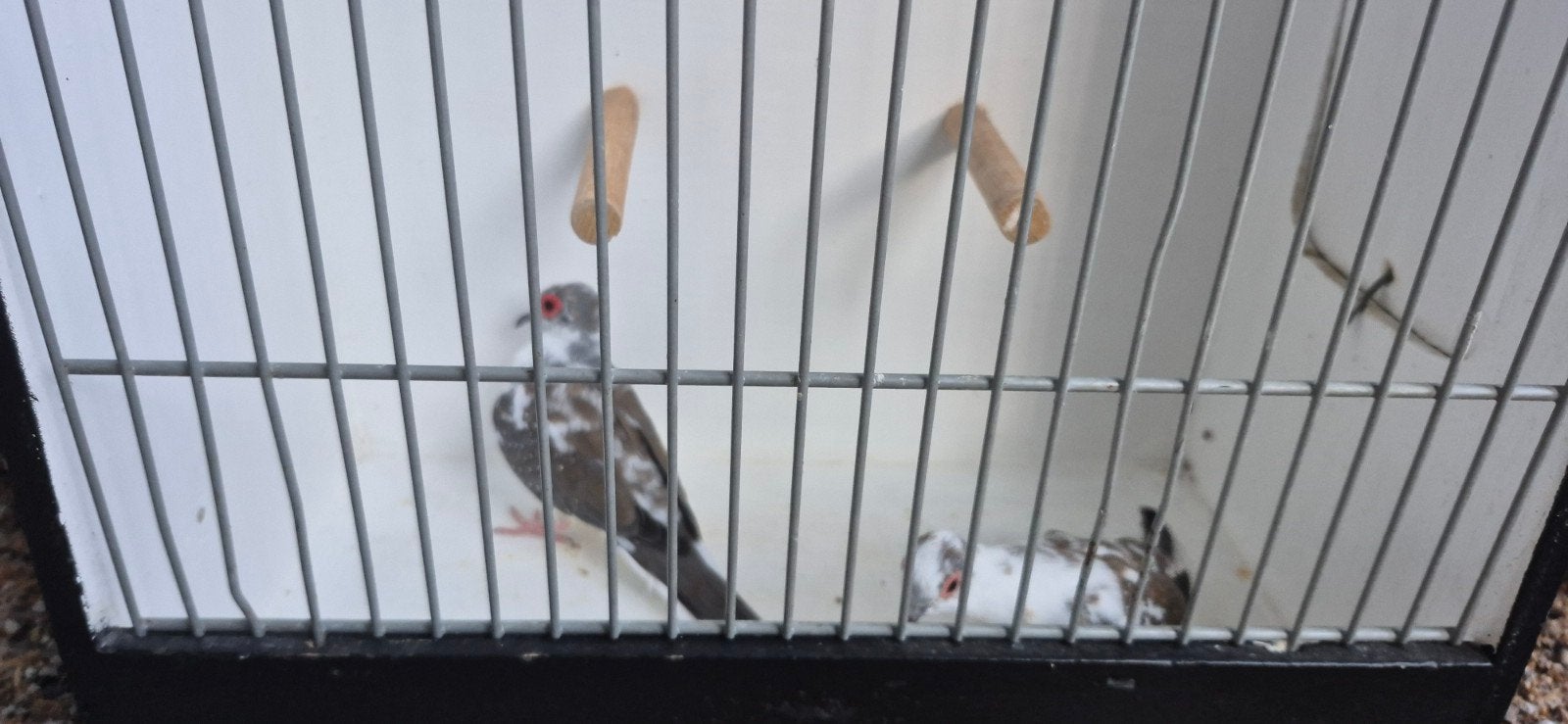 Bonte Diamanduifjes onverwant, Dieren en Toebehoren, Meerdere dieren, Overige soorten