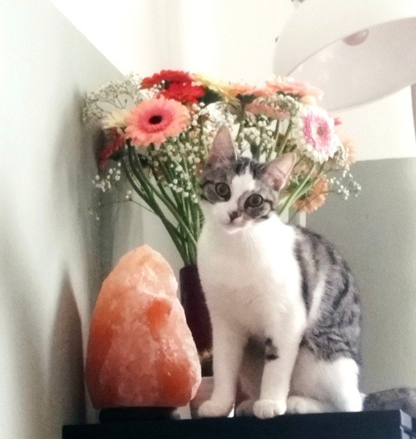 hele lieve poes zoekt een nieuw huisje half maincoon, Poes