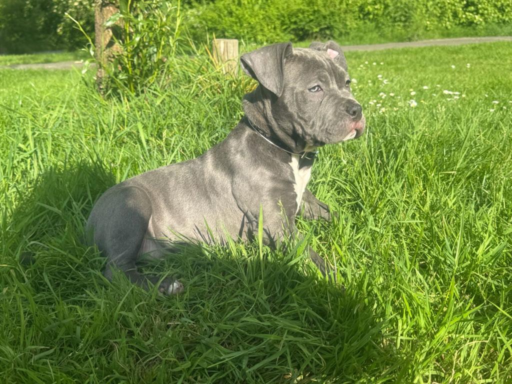 American bully xl LAATSTE teef !!, 8 tot 15 weken, Parvo, Bulldog, Meerdere