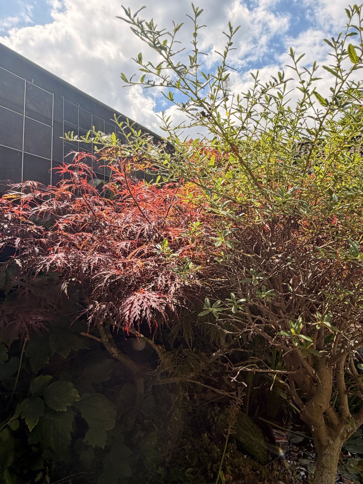 Japanse esdoorns (rood en groen), Vaste plant, Bloeit niet, Halfschaduw, Ophalen