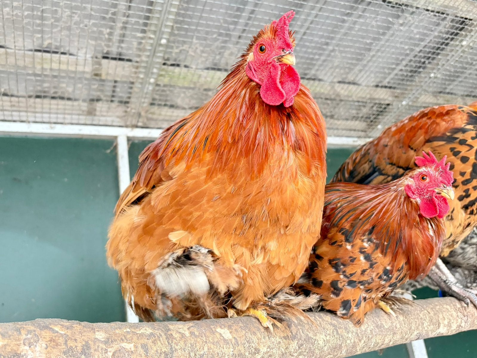 Buster, mooie cochin kriel haan, Mannelijk, Kip