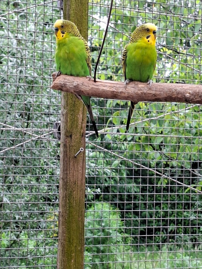 kleine Grasparkieten (Bush Budgies), Dieren en Toebehoren, Vogels | Parkieten en Papegaaien, Meerdere dieren, Parkiet, Geringd