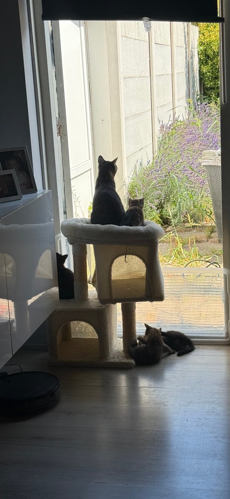 Kittens (zie beschrijving), Meerdere dieren, Ontwormd, 0 tot 2 jaar