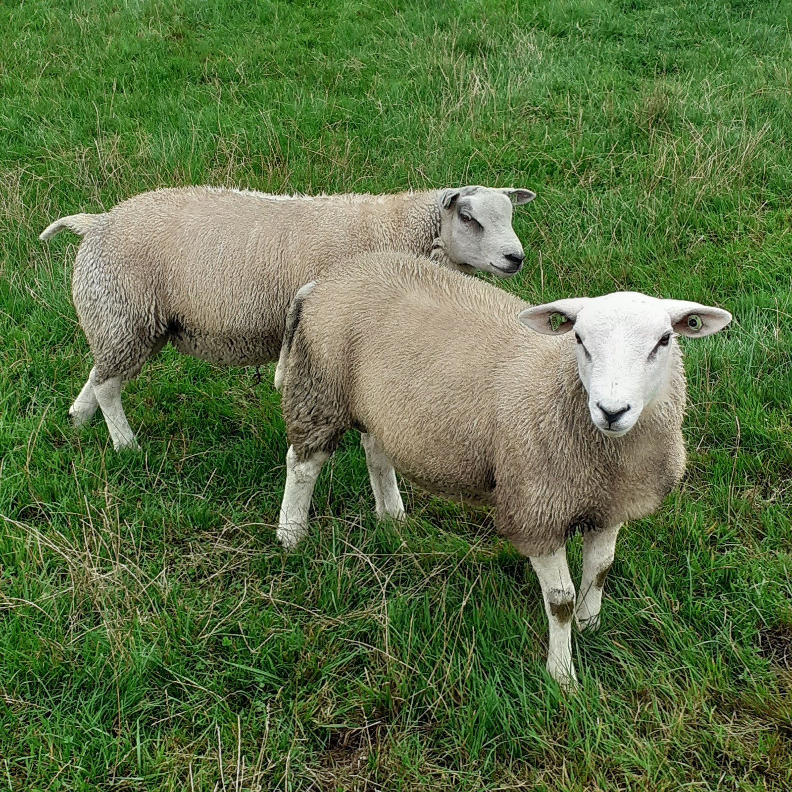dekram dekrammen schapen, Mannelijk, Schaap