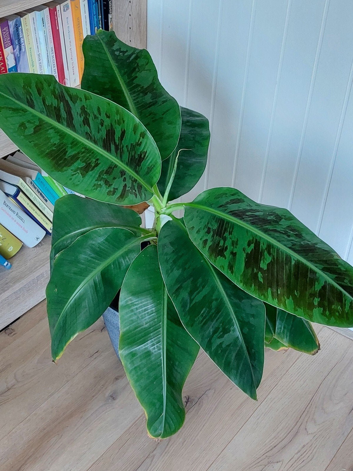 Musa acuminata 'Tropicana' - Bananenplant, Ophalen, Halfschaduw, In pot, Minder dan 100 cm