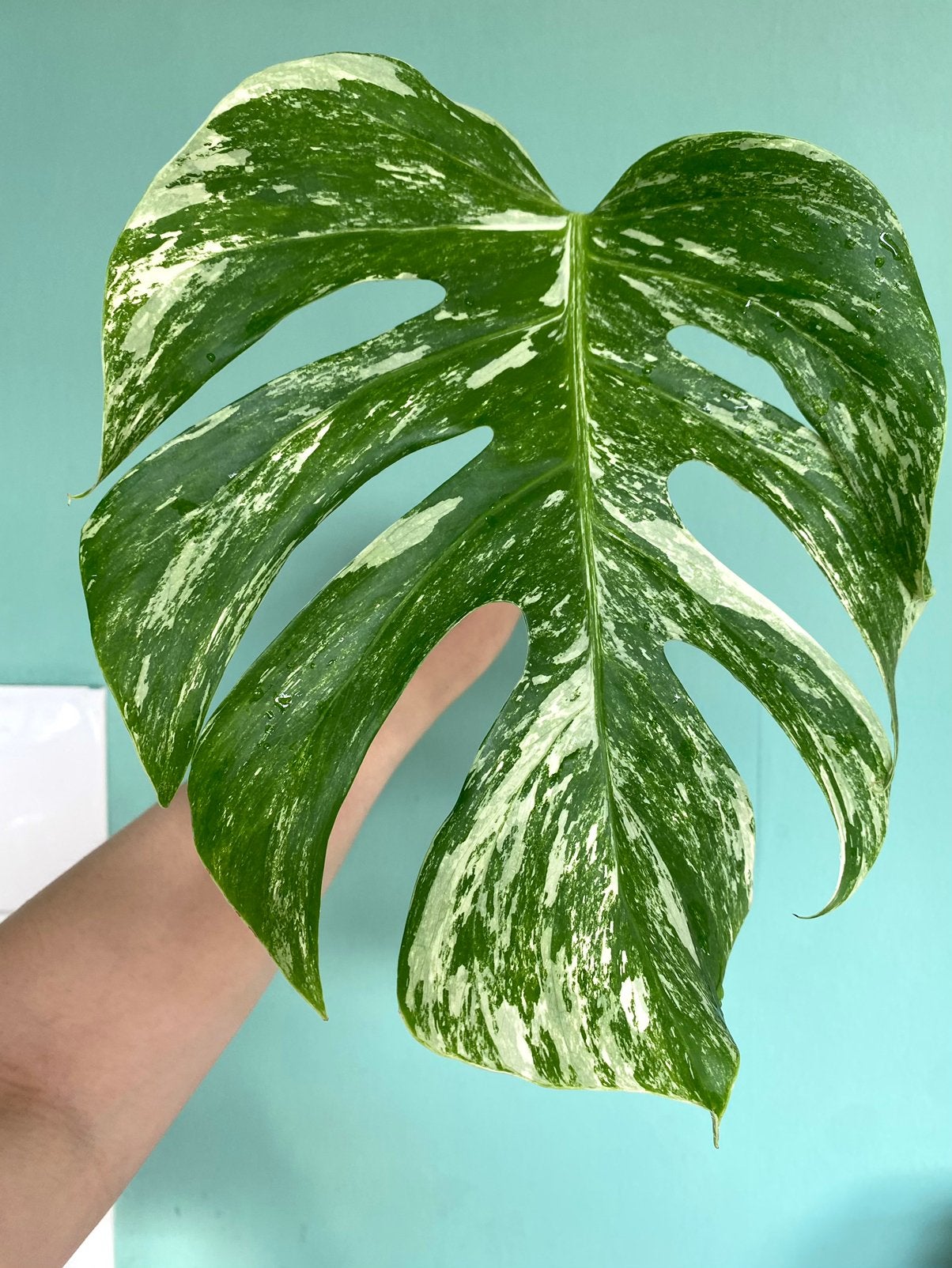 Topkwaliteit, witte Monstera Albo Variegata marble stek, Huis en Inrichting, Ophalen