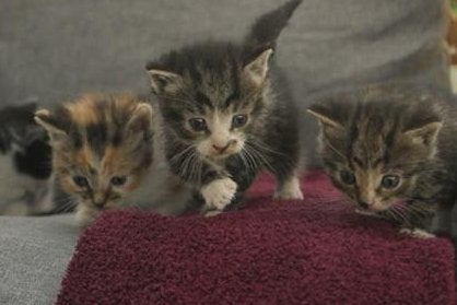 Kittens, Meerdere dieren, Kortharig, 0 tot 2 jaar