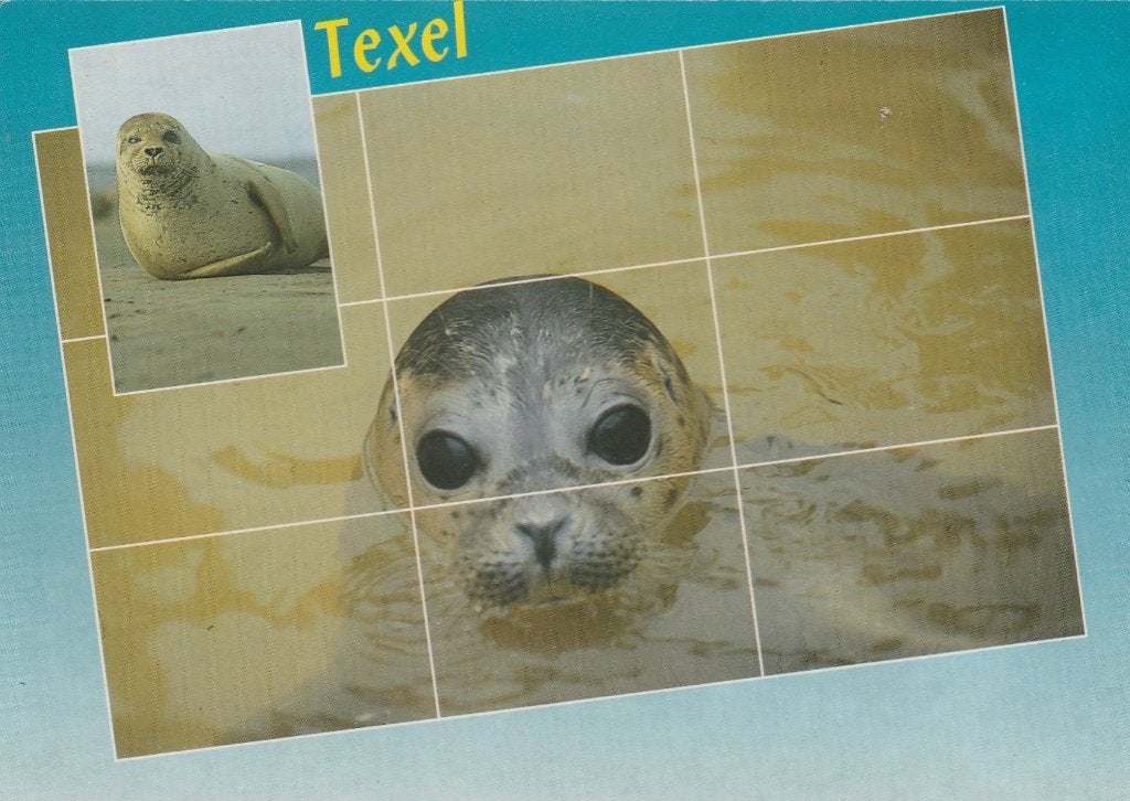 TEXEL Zeehonden, Verzamelen, Ansichtkaarten | Nederland, Gelopen, Waddeneilanden, 1980 tot heden, Verzenden