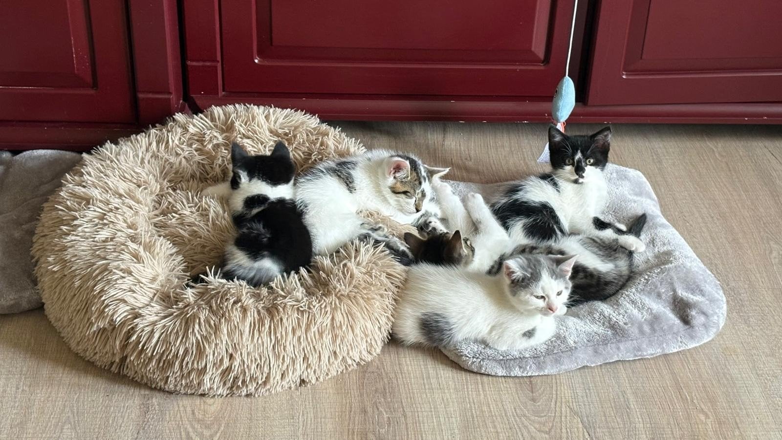 kittens te koop, Meerdere dieren, Kortharig, 0 tot 2 jaar
