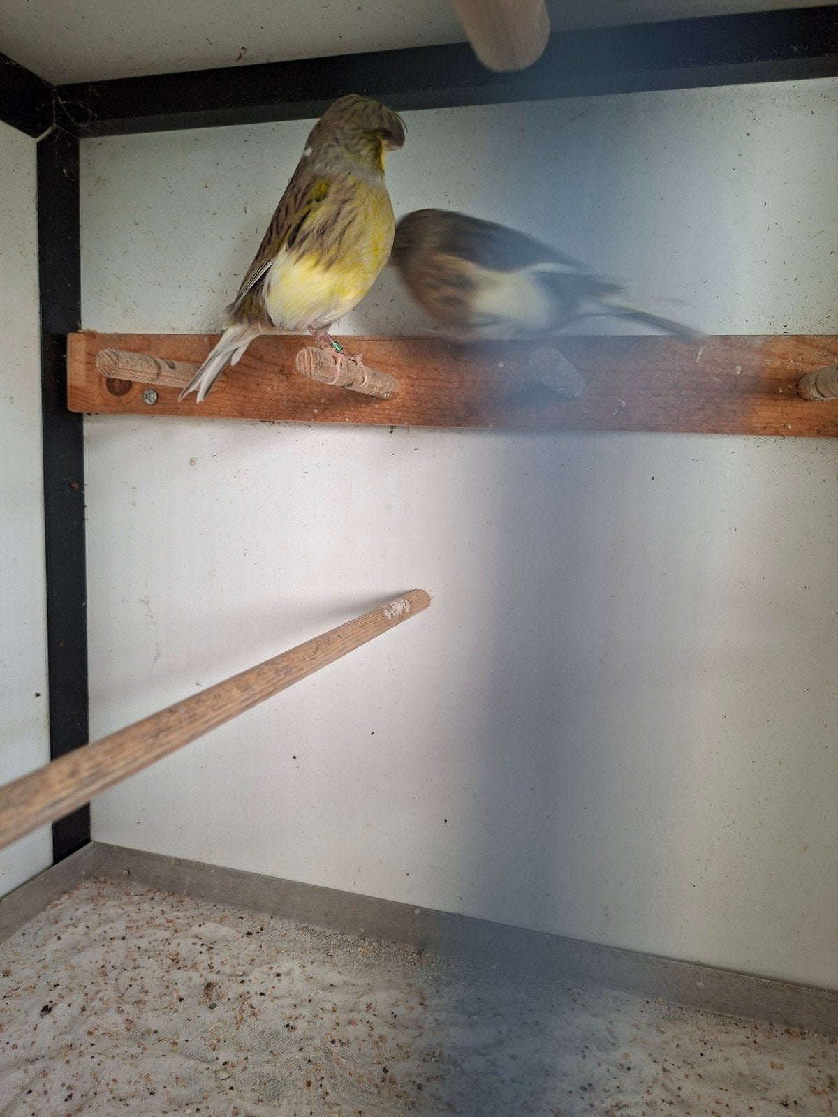 kanarie mannen te koop, Dieren en Toebehoren, Mannelijk, Kleurkanarie