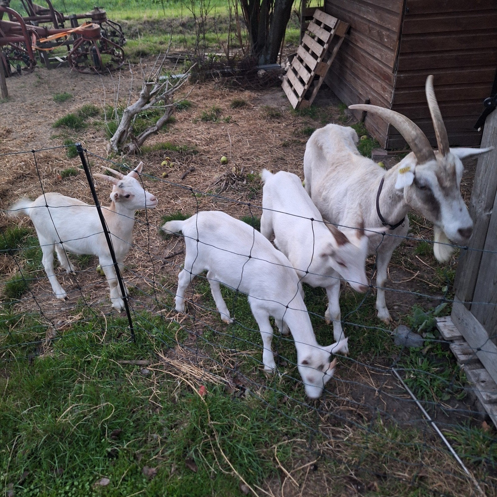 geiten te koop, Dieren en Toebehoren, Meerdere dieren, Geit