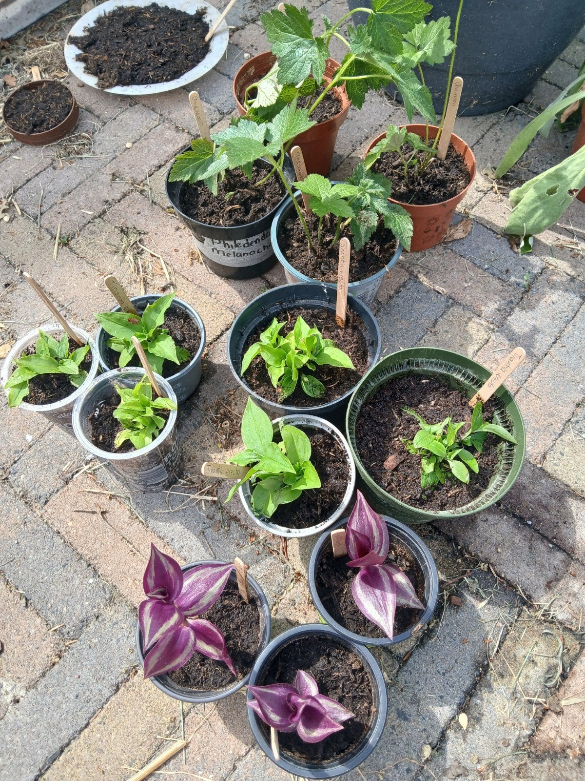 Gratis plantjes en/of stekjes ruilen, Ophalen, Overige soorten, Volle zon