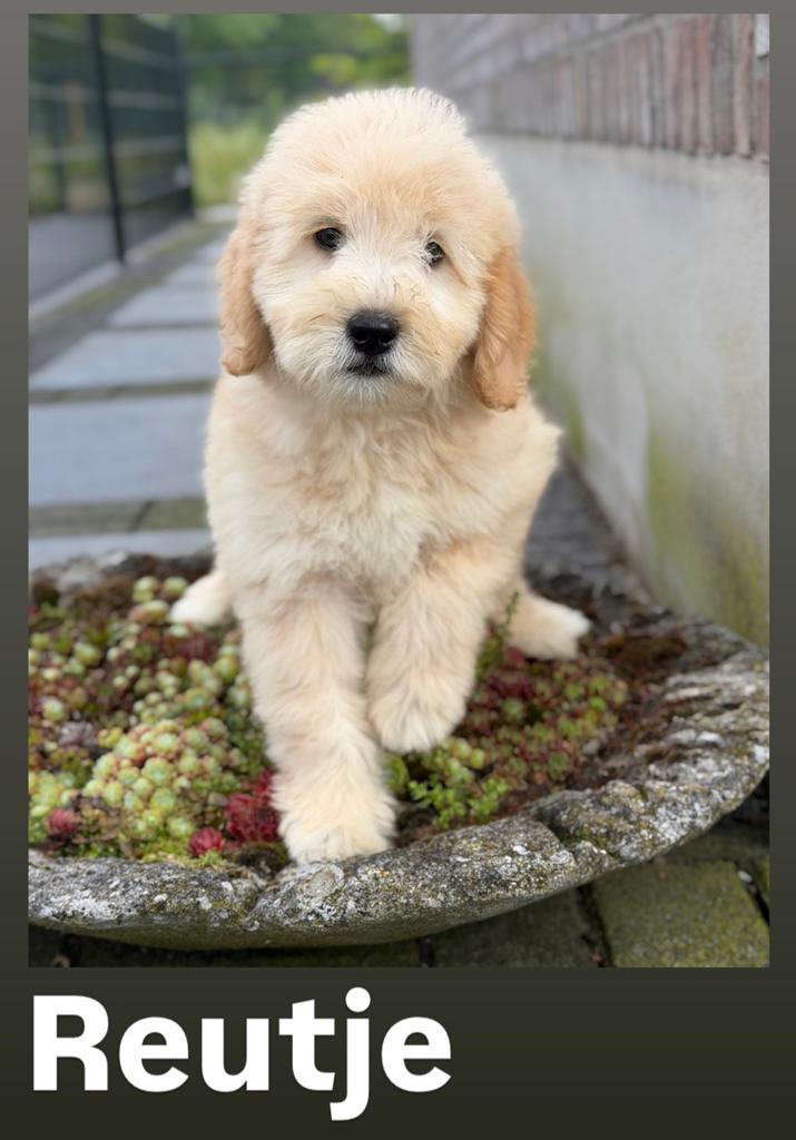 Labradoodle medium pups, Dieren en Toebehoren, Honden | Retrievers, Spaniëls en Waterhonden, Nederland, Parvo, Overige rassen