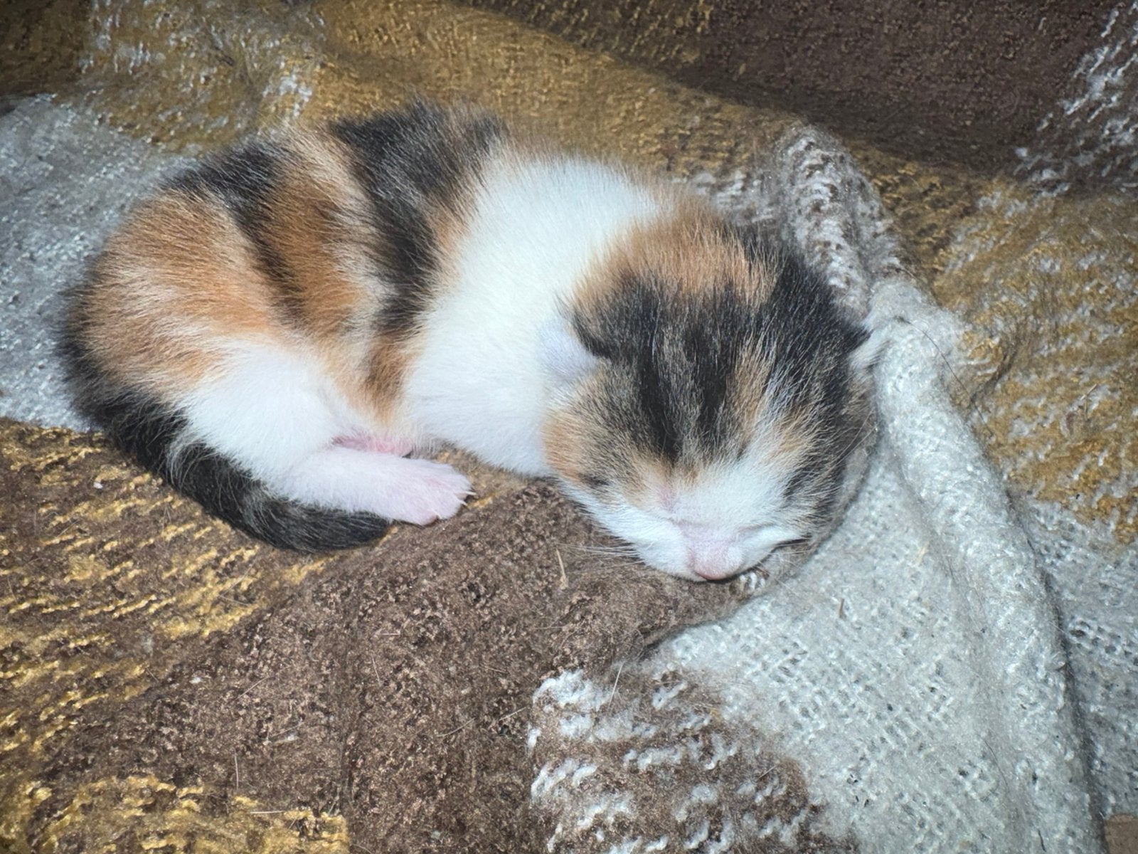 Britse korthaar kittens, Meerdere dieren