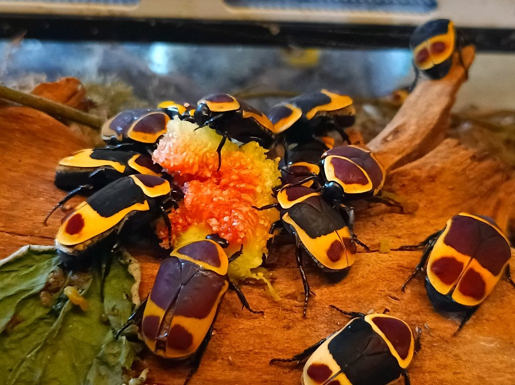 Pachnoda Marginata, Dieren en Toebehoren, Overige soorten