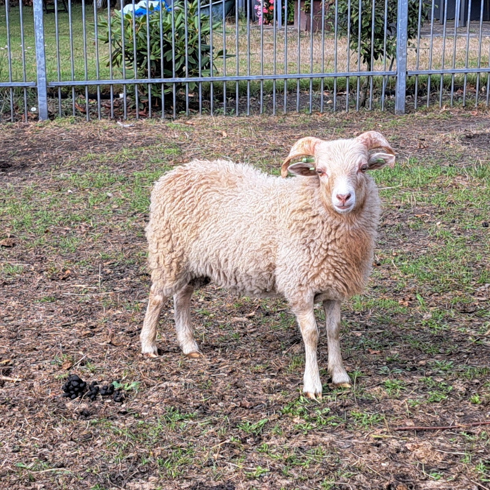 witte ouessant ram te huur, Mannelijk, Schaap, 0 tot 2 jaar