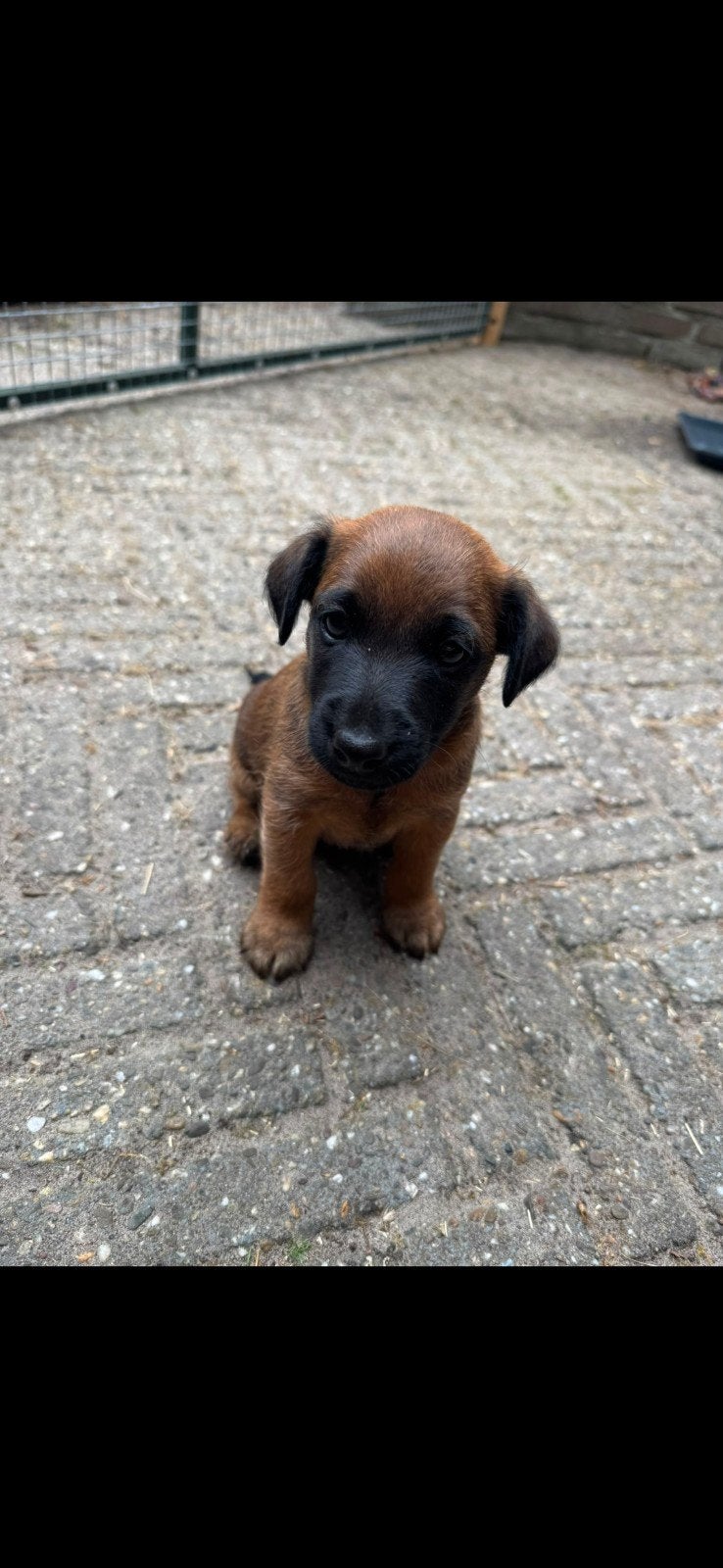 Westfalenterriër pup te koop, 8 tot 15 weken, Eén hond, Nederland, Particulier