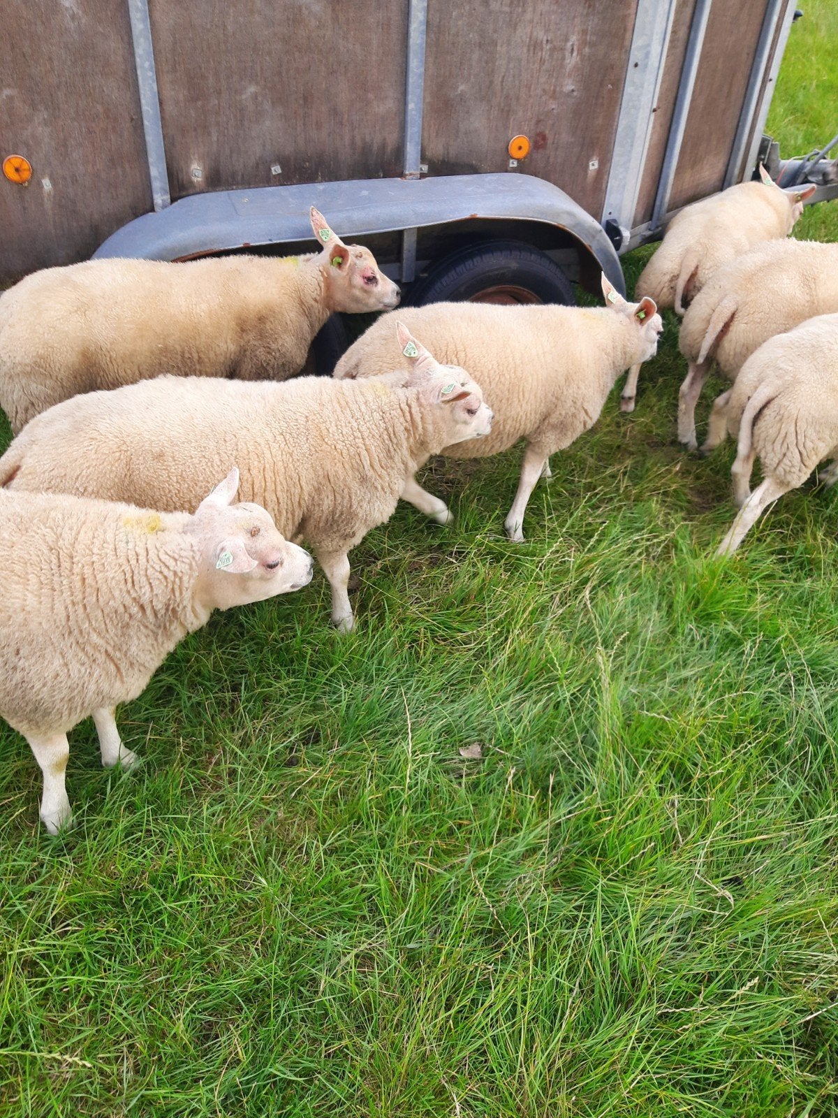 Te koop Texelaars Dekrammen, Mannelijk, Schaap
