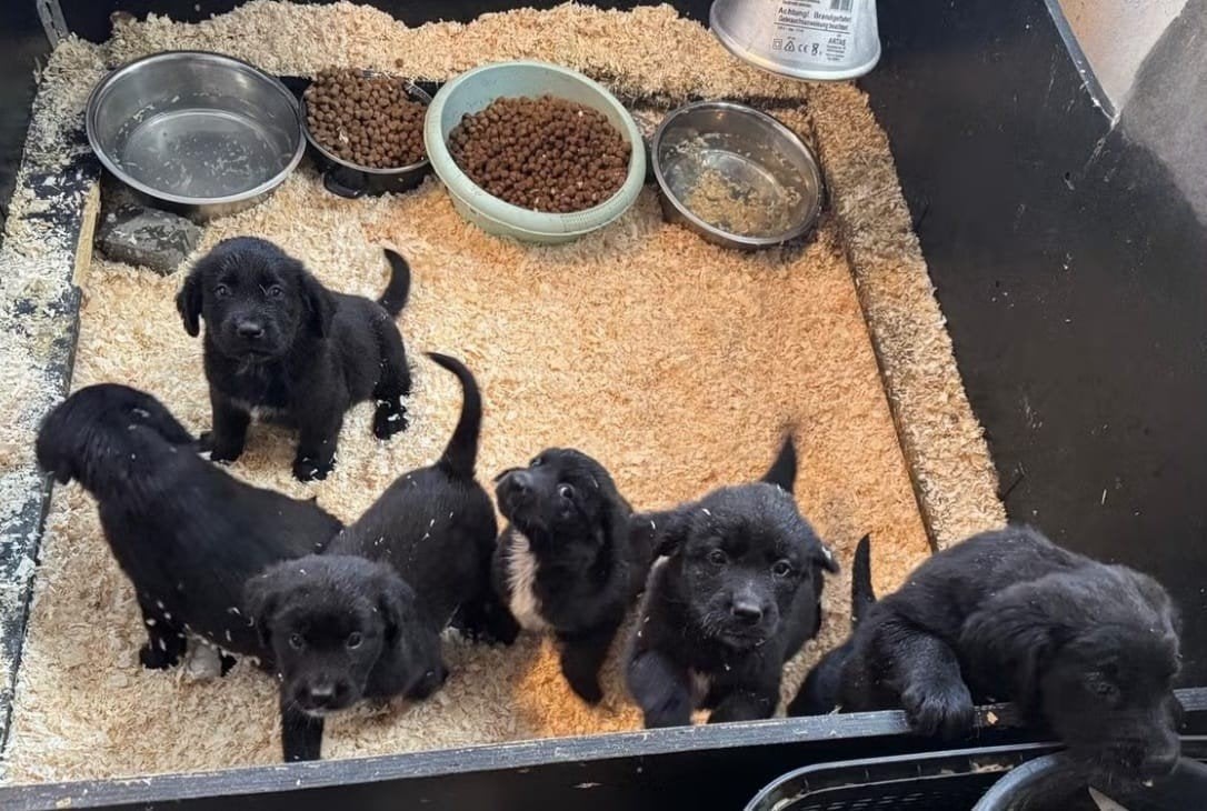 Golden Retriever x Sint Bernard pups te koop zwart met wit, Dieren en Toebehoren, 8 tot 15 weken, Meerdere, Meerdere dieren, Parvo