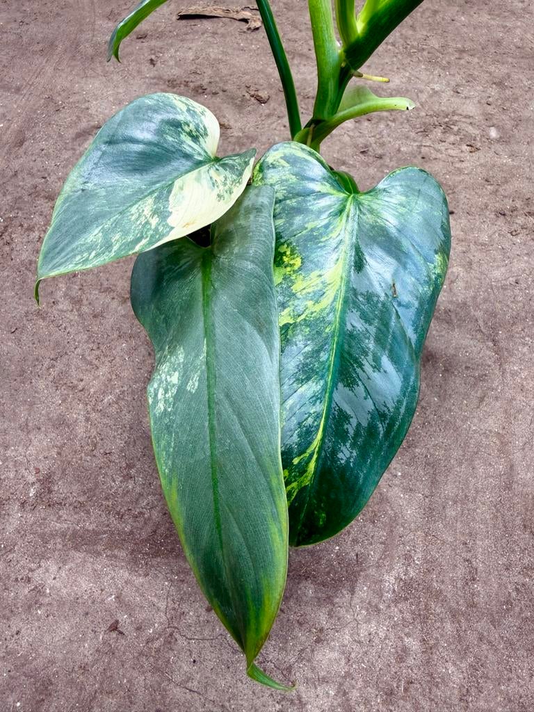 Philodendron Hastatum Variegata P12, Overige soorten, In pot, Minder dan 100 cm, Groene kamerplant