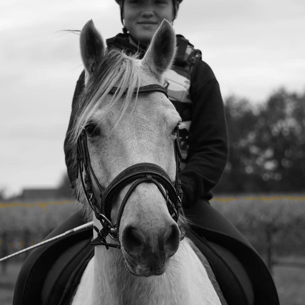 Alround D pony, Dieren en Toebehoren, Paarden, Ruin, L, Minder dan 160 cm, 11 jaar of ouder, Recreatiepaard