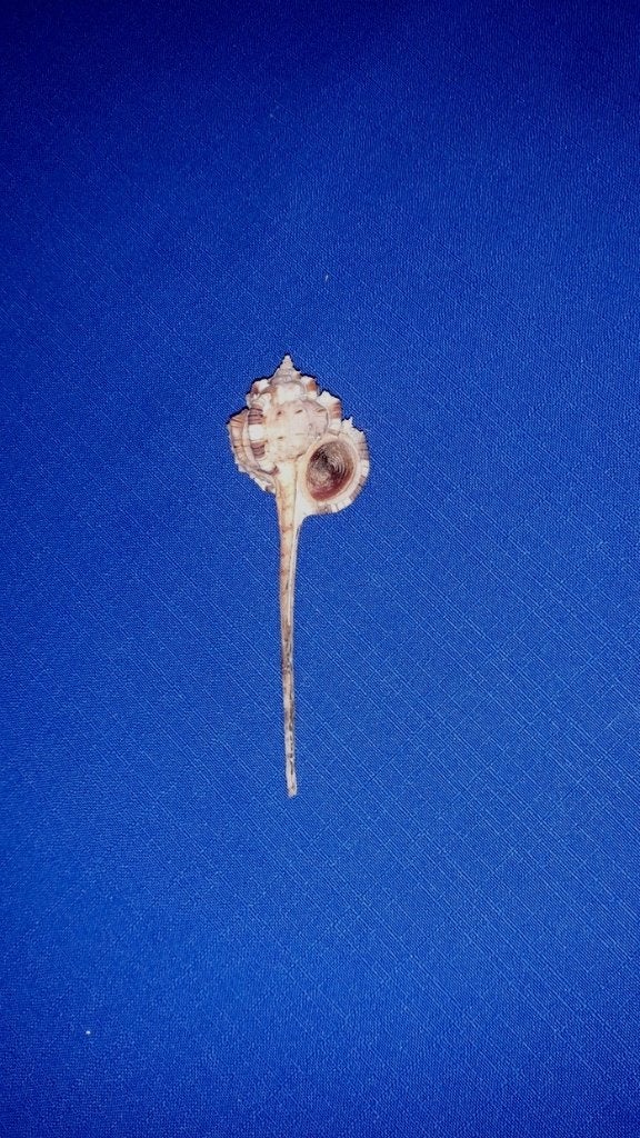 Schelpen, Haustellum damarcoi, Ophalen of Verzenden, Schelp(en)